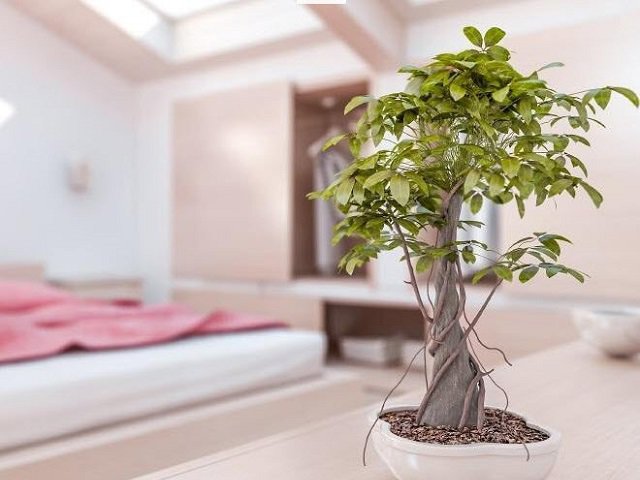 Loại bỏ ngay lỗi sai phong thủy này, gia chủ mau chóng đổi vận, làm gì cũng hanh thông