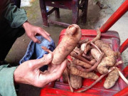 Lên núi đào loại "bảo bối" này, thu nhập lên đến 2 triệu đồng/ngày Lên núi đào loại "bảo bối" này, thu nhập lên đến 2 triệu đồng/ngày