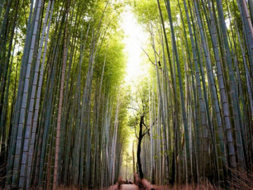 Ngỡ ngàng trước vẻ đẹp như tranh vẽ của rừng tre trúc ở Nhật Bản