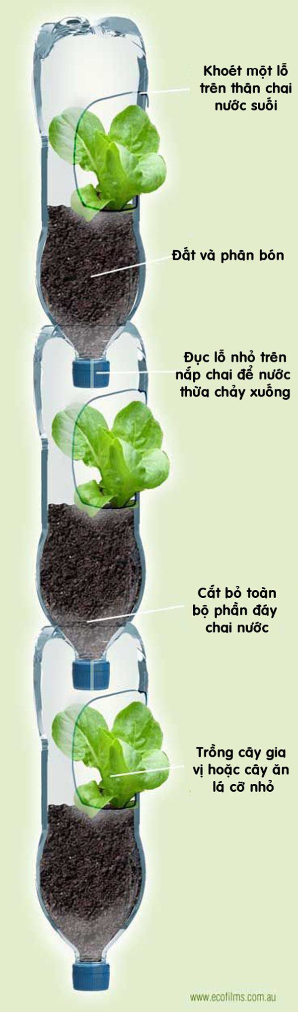Cách trồng rau thủy canh bằng chai nhựa đơn giản tại nhà  Hoa Cúc Xanh