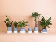 Mệnh Hỏa hợp cây gì để tiền vào như nước? Mệnh Hỏa hợp cây gì để tiền vào như nước?
