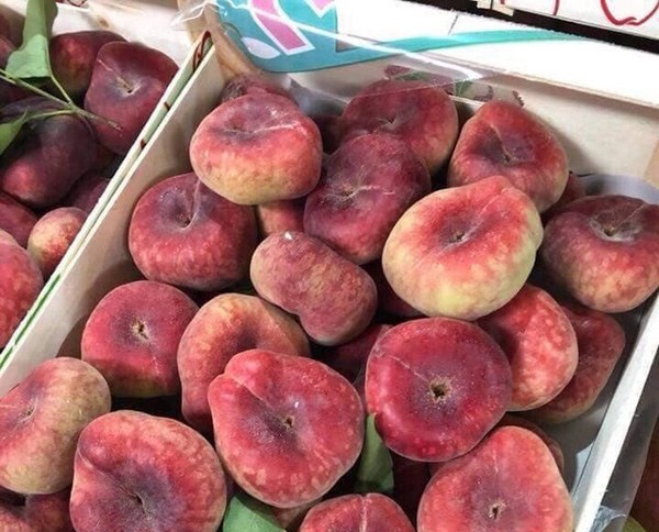 5 loại quả “đắt như vàng” vẫn hot ở VN: Mọc hoang ở nước ngoài về VN bán 4 triệu/kg - 8