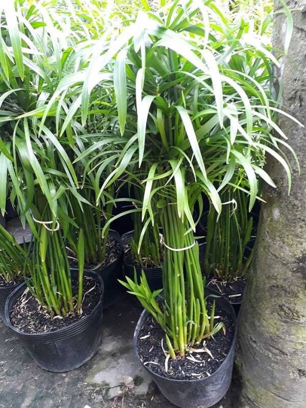 Cách trồng và chăm sóc cây thủy trúc trừ tà - 3