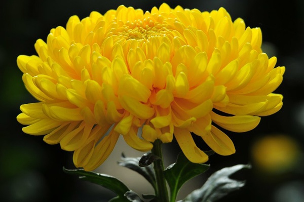 Ý nghĩa và cách trồng hoa cúc vàng tại nhà đơn giản nhất - 1