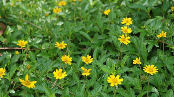Ý nghĩa và cách trồng hoa cúc vàng tại nhà đơn giản nhất - 6