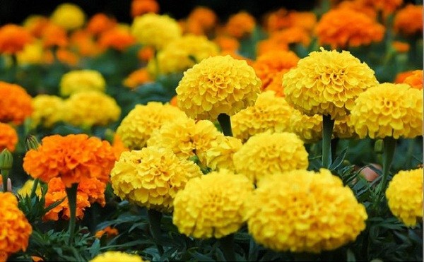 Ý nghĩa và cách trồng hoa cúc vàng tại nhà đơn giản nhất - 3