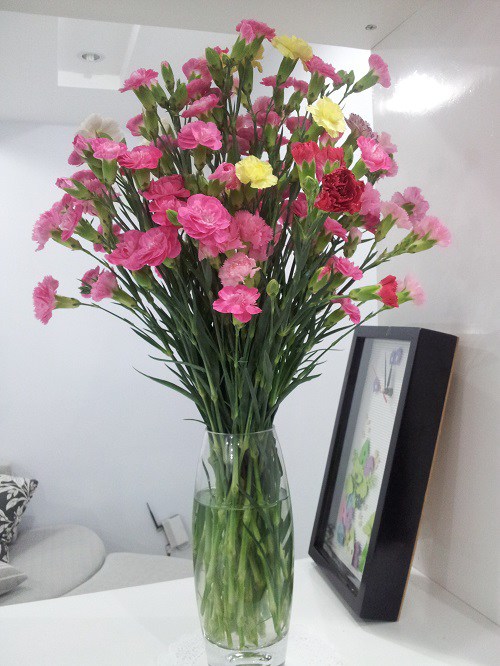 Ý nghĩa hoa cẩm chướng, cách trồng và chăm sóc giúp hoa tươi tốt