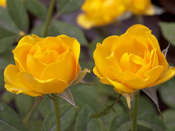 Cách chăm sóc hoa hồng vàng - loại hoa chứa đựng những ý nghĩa đặc biệt - 5