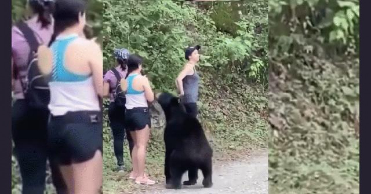 Người phụ nữ leo núi thót tim khi gấu đen ôm chầm lúc chạm mặt