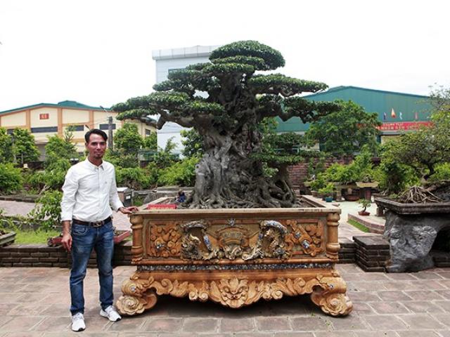 Anh bán hàng rong kiếm 20 nghìn mỗi ngày thành đại gia chi 16 tỷ mua cây cảnh khủng