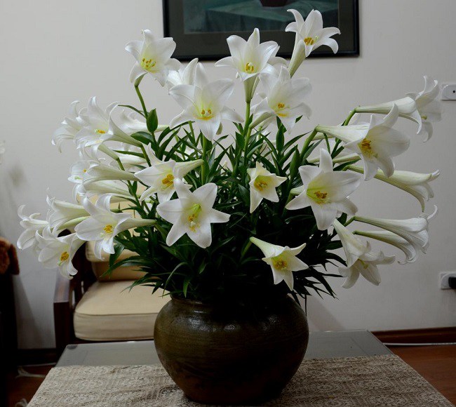 Ý nghĩa hoa loa kèn, đặc điểm, cách trồng và chăm sóc giúp hoa nở đẹp - 6