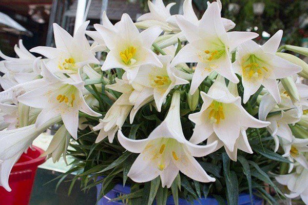 Ý nghĩa hoa loa kèn, đặc điểm, cách trồng và chăm sóc giúp hoa nở đẹp