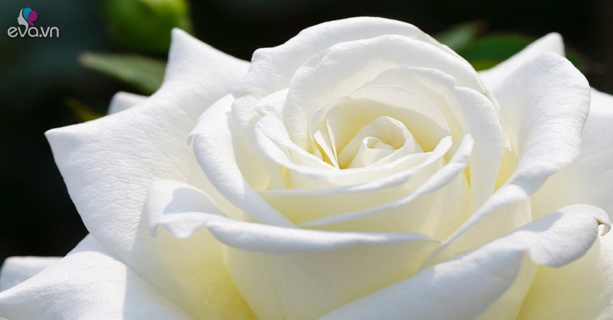Hoa hồng trắng: Ý nghĩa, đặc điểm, cách trồng và chăm sóc