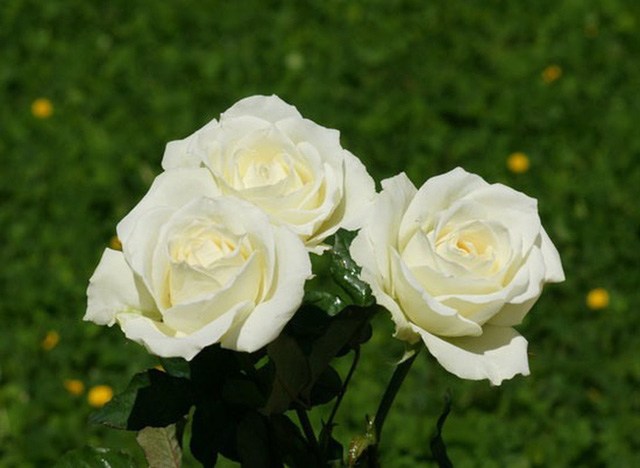 Ý nghĩa của hoa hồng trắng - loài hoa trong sáng, thanh khiết - 8
