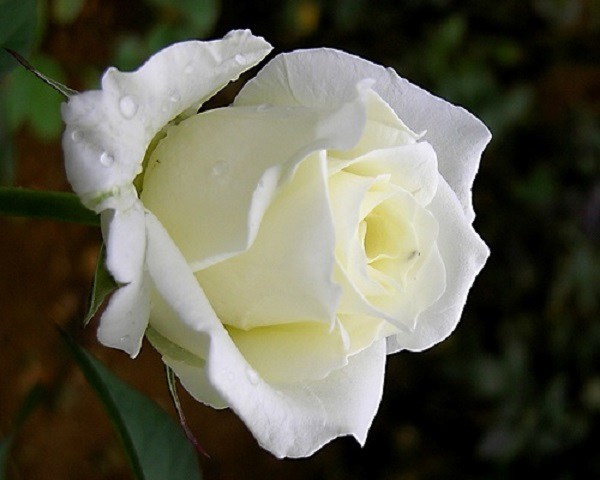 Ý nghĩa của hoa hồng trắng - loài hoa trong sáng, thanh khiết - 5