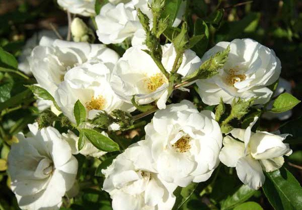 Ý nghĩa của hoa hồng trắng - loài hoa trong sáng, thanh khiết - 7