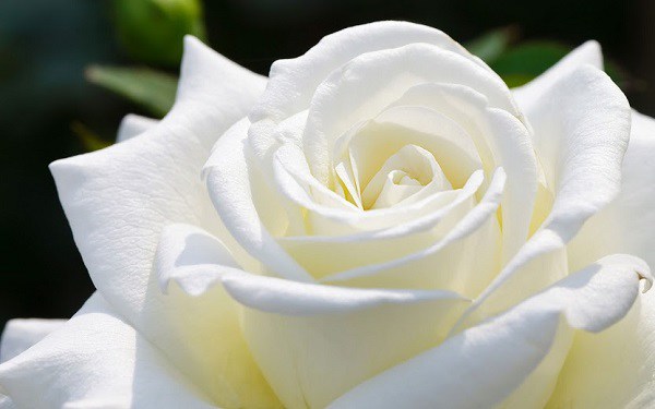 Ý nghĩa của hoa hồng trắng - loài hoa trong sáng, thanh khiết - 3
