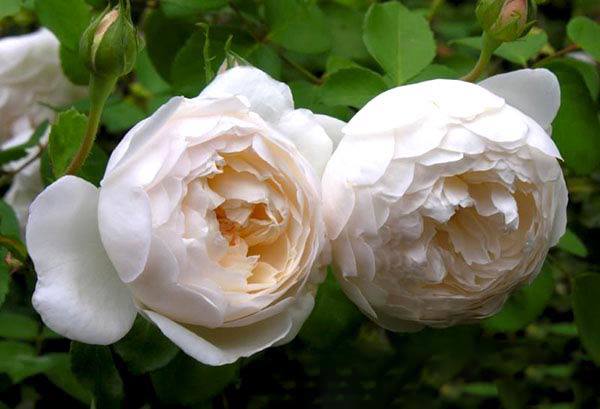 Ý nghĩa của hoa hồng trắng - loài hoa trong sáng, thanh khiết - 6