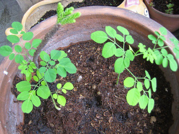 Cách trồng cây chùm ngây bằng cành, hạt trong chậu xanh tốt - 4