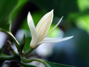 Hoa ngọc lan: Ý nghĩa, đặc điểm và cách trồng