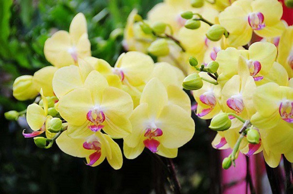 hoa phong lan co nhung loai nao, cach nhan biet va ky thuat trong - 1