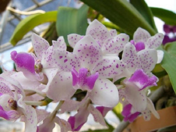 Hoa phong lan có những loại nào, cách nhận biết và kỹ thuật trồng