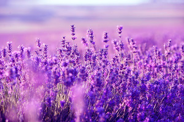 Ý nghĩa hoa lavender và cách trồng, chăm sóc tại nhà - 6
