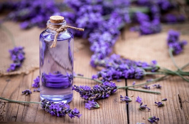 Ý nghĩa hoa lavender và cách trồng, chăm sóc tại nhà - 3
