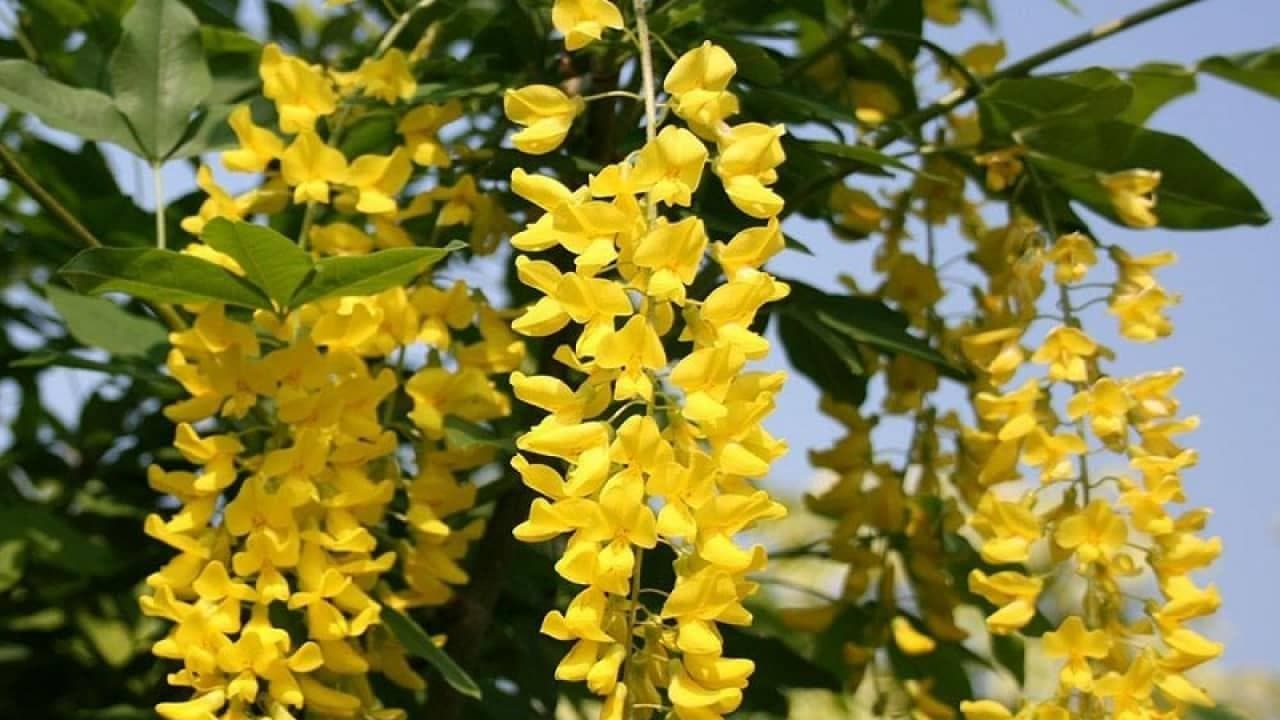 Kinh Nghiệm Trồng Và Chăm Sóc Lan Hoàng Dương Cho Người Mới Chơi