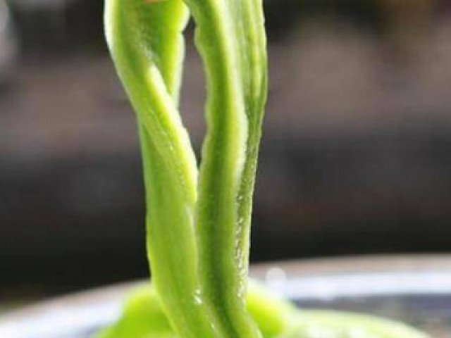 Trung Quốc: Món này từng được tiến vua nhưng giờ cho không ai lấy