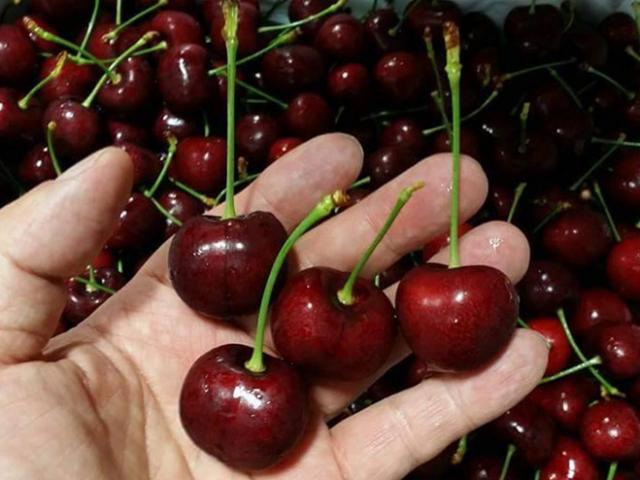 Bản tin tiêu dùng: Tiểu thương tiết lộ lý do cherry giảm giá sập sàn, chị em thi nhau mua
