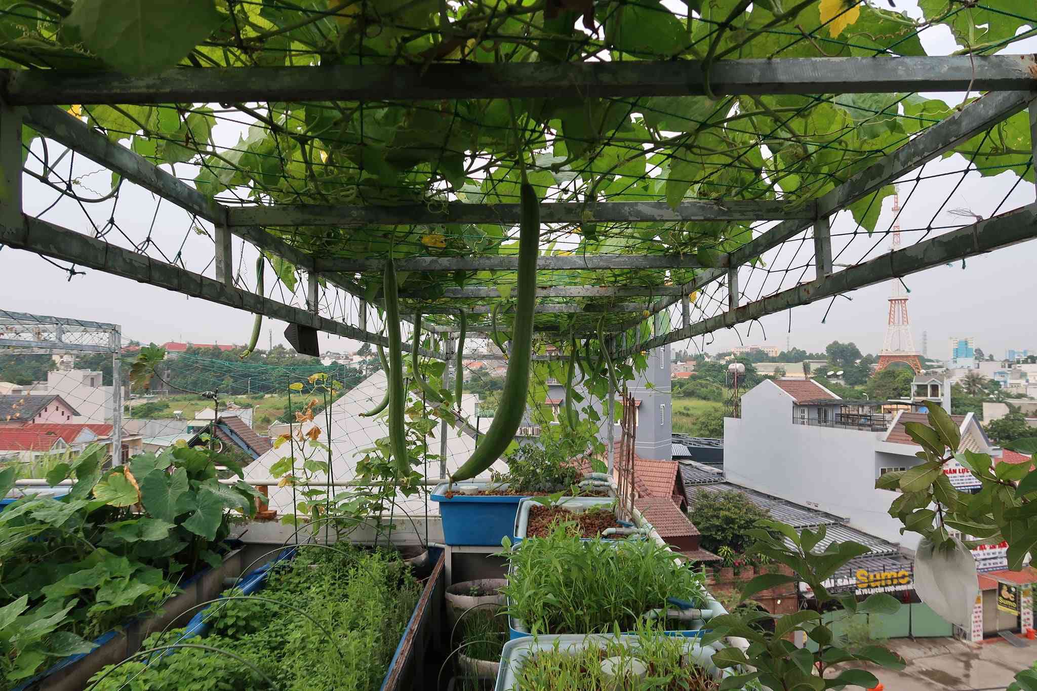 Khám phá 5 mô hình trồng rau trên sân thượng dễ áp dụng nhất hiện nay