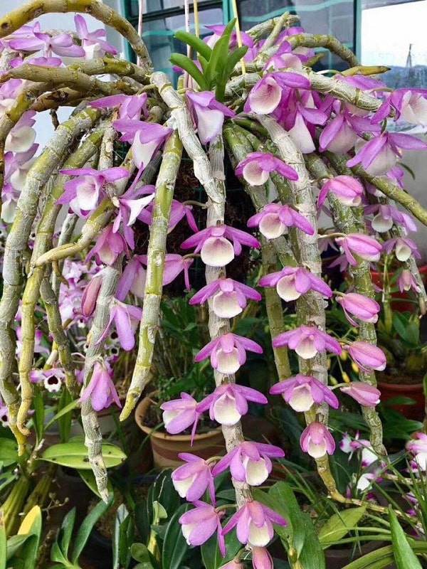 Cách trồng và chăm sóc lan hoàng thảo vôi tại nhà hoa tuôn như suối - 3