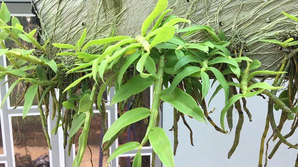 Cách trồng và chăm sóc lan hoàng thảo vôi tại nhà hoa tuôn như suối - 4