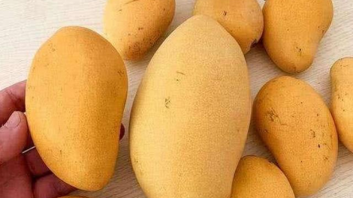 Khi mua xoài thấy có 3 dấu hiệu này nên tránh xa, người bán cũng chẳng thèm ăn Khi Mua Xoài Thấy Có 3 Dấu Hiệu Này Nên Tránh Xa, Người Bán Cũng Chẳng Thèm Ăn
