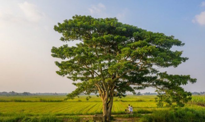 Ngắm bức ảnh mới nhất về cây ngô đồng trong phim Mắt Biếc, cư dân mạng sững sờ tiếc nuối Ngắm Bức Ảnh Mới Nhất Về Cây Ngô Đồng Trong Phim Mắt Biếc, Cư Dân Mạng Sững Sờ Tiếc Nuối