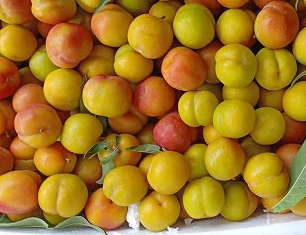 Những loại mận ngon bậc nhất: Trong khi mận hậu đang rẻ ê hề thì loại này 230.000 đồng/kg - 22