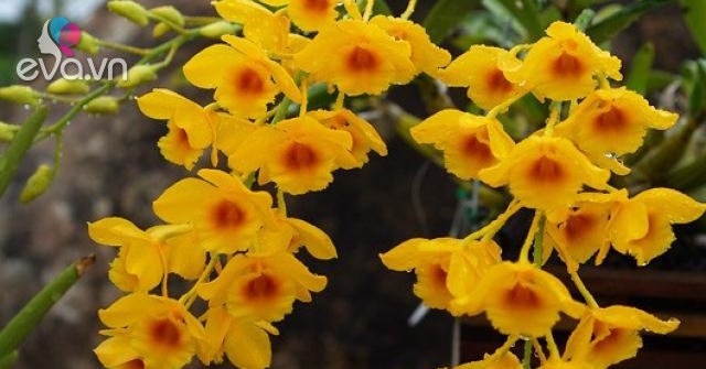 Lan Thủy Tiên: Đặc điểm, phân loại, cách trồng và chăm sóc đúng kỹ thuật - Vimarsana News