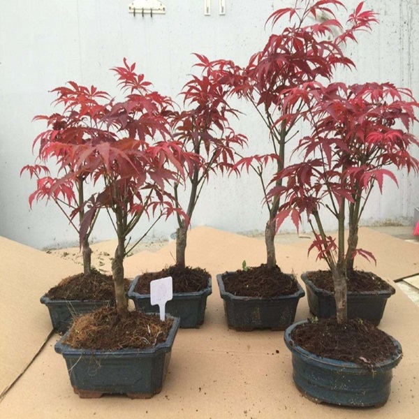 Cây Phong lá đỏ: Đặc điểm, ý nghĩa và cách trồng cây khỏe, đẹp - 4