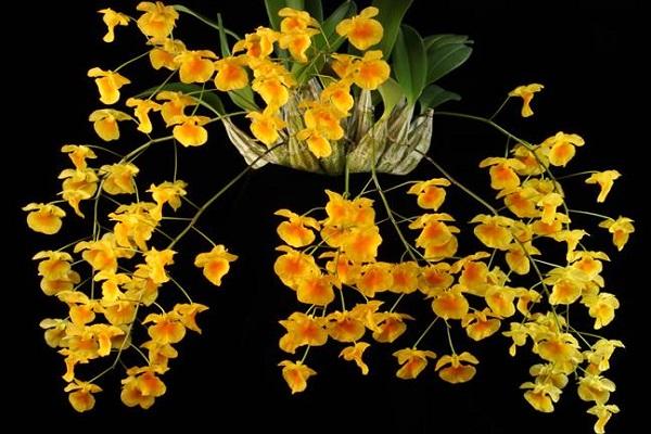 Lan Thủy Tiên: Đặc điểm, phân loại, cách trồng và chăm sóc đúng kỹ thuật - 10