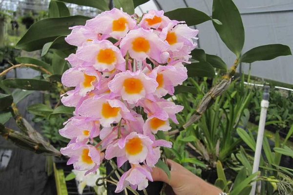 Lan Thủy Tiên: Đặc điểm, phân loại, cách trồng và chăm sóc đúng kỹ thuật - 7