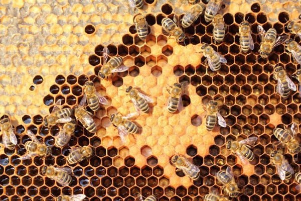 Công dụng và cách sử dụng sữa ong chúa để cải thiện sức khỏe và nhan sắc - 1
