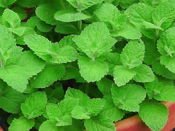 Lợi ích khi sử dụng bạc hà 1 Cây Bạc Hà