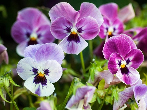 Hoa Păng Xê: Đặc điểm, ý nghĩa, cách trồng và chăm sóc ra hoa đẹp - 3