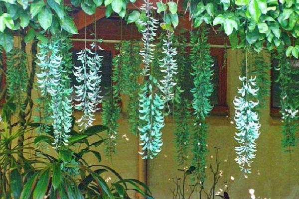 12 cây dây leo đẹp, dễ trồng trong nhà hoặc ngoài ban công - 9