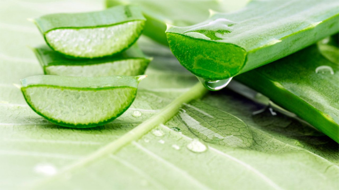 Những công dụng “biết rồi, khổ lắm nhưng vẫn phải nói của lô hội trong chăm sóc da mặt