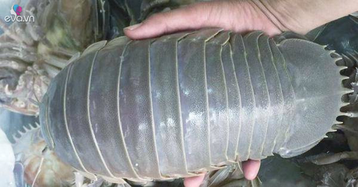 Hình dáng đáng sợ nhưng loài sinh vật biển này lại được săn đón vì ngon hơn tôm hùm - Vimarsana News