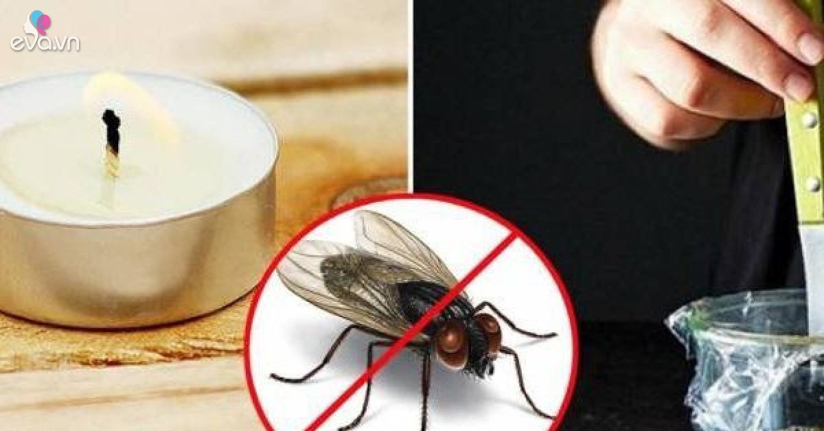 5 mẹo đuổi ruồi sạch bách ra khỏi nhà, không lo tốn kém - Vimarsana News