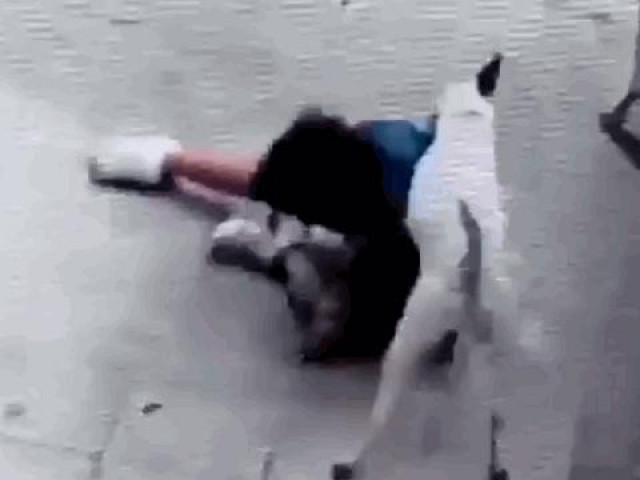 Bé gái bị chó pitbull tấn công, cắn trên phố