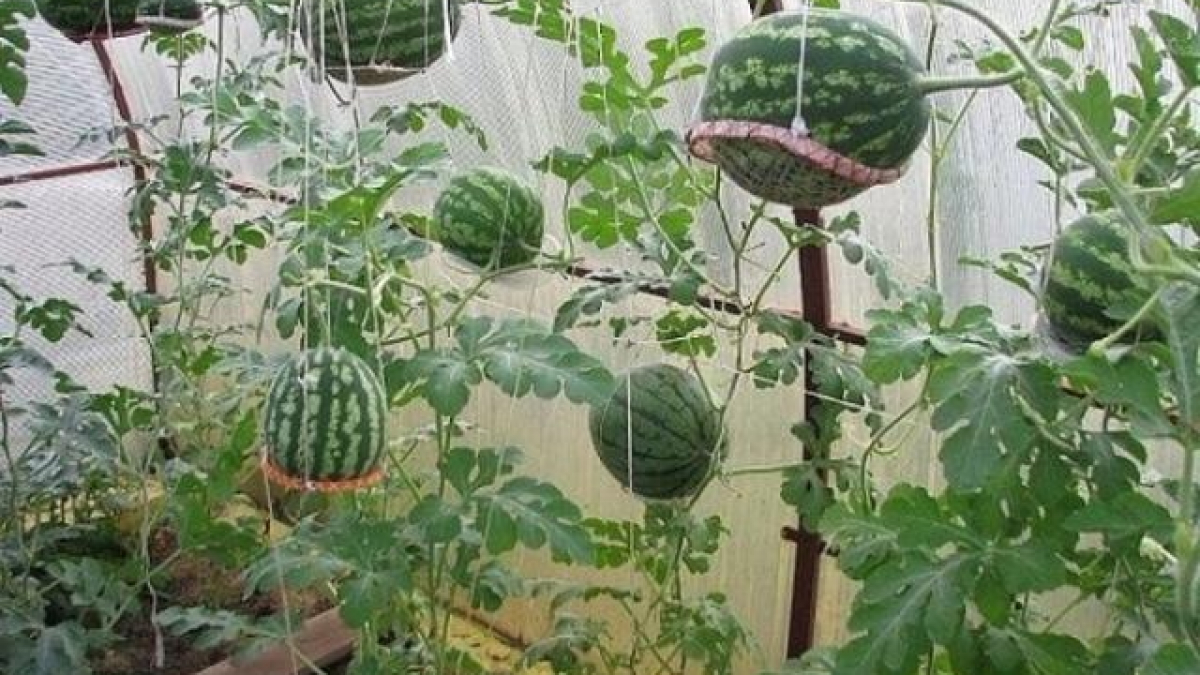 Cách trồng dưa hấu bằng hạt tại nhà đúng kỹ thuật ra nhiều quả